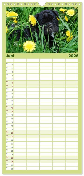 Produktbild: Familienplaner 2026 - Bulldoggen-Kinder mit 5 Spalten (Wandkalender, 21 x 45 cm) CALVENDO