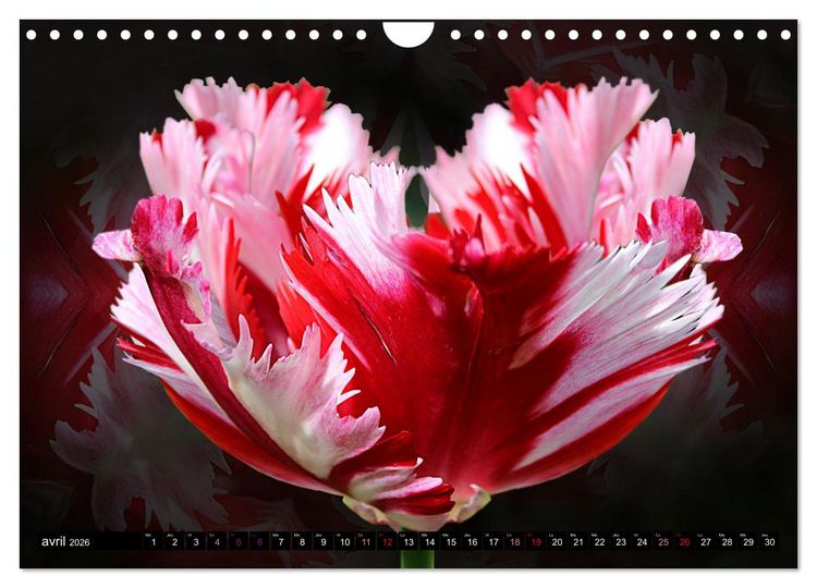 Produktbild: Bouquet d'un jour, bouquet pour toujours (Calendrier mural 2026 DIN A4 vertical), CALVENDO calendrier mensuel