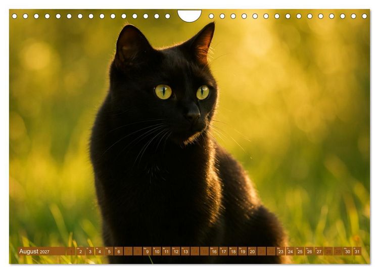 Produktbild: Katzenblicke &ndash; Eleganz und Anmut (Wandkalender 2027 DIN A4 quer), CALVENDO Monatskalender