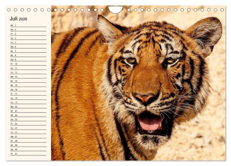 Produktbild: Tiger. Gestreift, wild und sch&ouml;n (Wandkalender 2026 DIN A4 quer), CALVENDO Monatskalender
