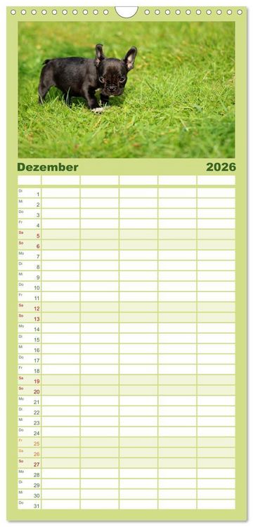 Produktbild: Familienplaner 2026 - Franz&ouml;sische Bulldoggen mit 5 Spalten (Wandkalender, 21 x 45 cm) CALVENDO