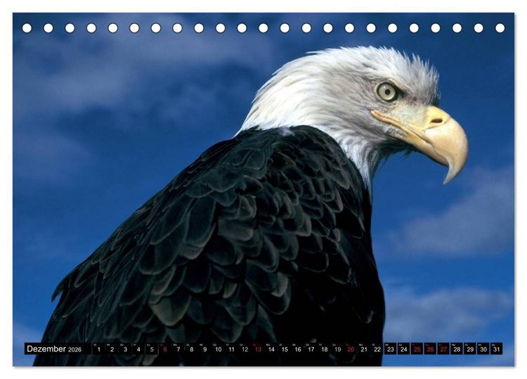 Produktbild: Wei&szlig;kopfseeadler. Symbol der Freiheit (Tischkalender 2026 DIN A5 quer), CALVENDO Monatskalender