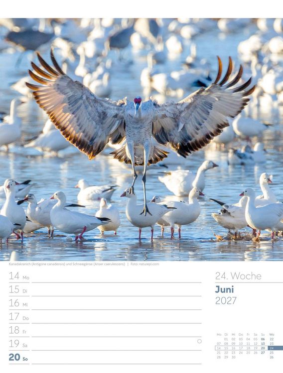 Produktbild: V&ouml;gel Wochenplaner Kalender 2027