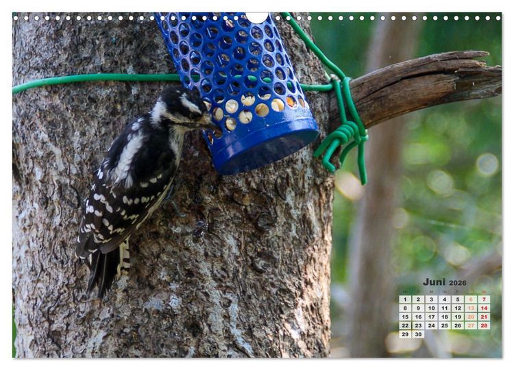 Produktbild: Kanadas charmante Kleintiere - Bezaubernde Einblicke in die Natur (Wandkalender 2026 DIN A3 quer), CALVENDO Monatskalender