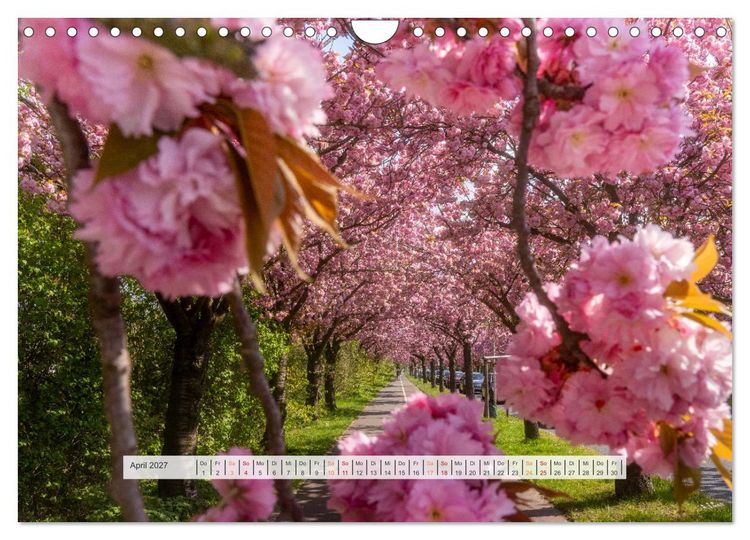 Produktbild: Sch&ouml;nes Magdeburg (Wandkalender 2027 DIN A4 quer), CALVENDO Monatskalender