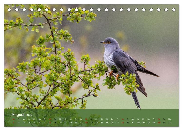 Produktbild: Kuckuck,Kuckuck,rufts aus dem Wald (Tischkalender 2026 DIN A5 quer), CALVENDO Monatskalender
