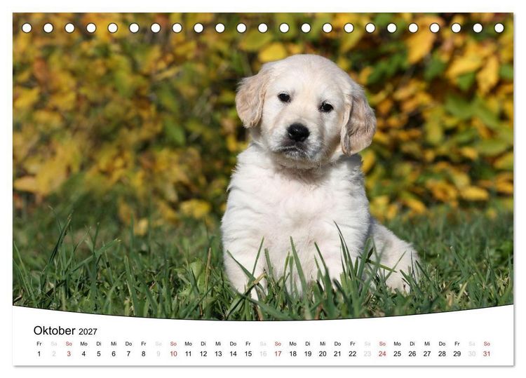 Produktbild: Welpen - Puppies (Tischkalender 2027 DIN A5 quer), CALVENDO Monatskalender