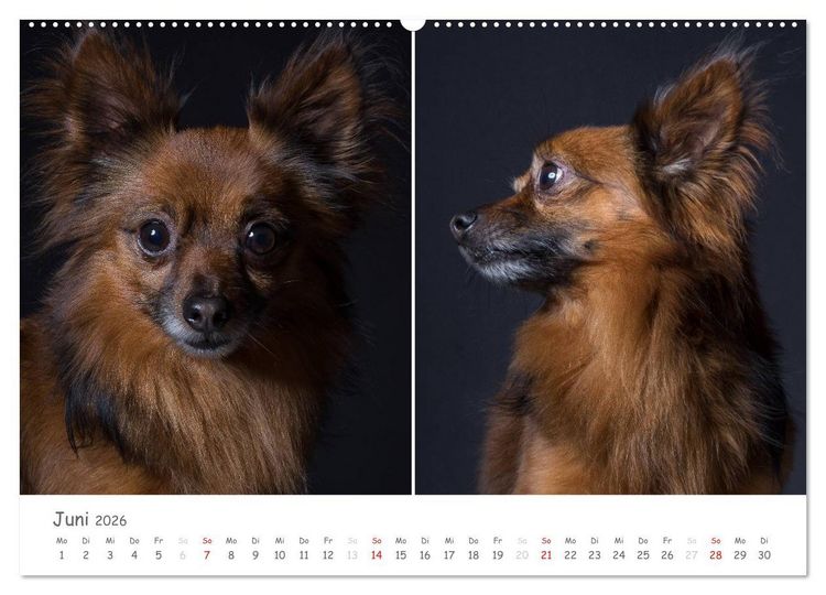 Produktbild: charakterstarke Hunde, wundersch&ouml;ne Hundeportraits (Wandkalender 2026 DIN A2 quer), CALVENDO Monatskalender