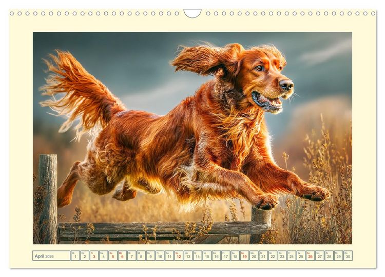 Produktbild: Irish Red Setter. Wo noble Eleganz auf Tatendrang trifft (Wandkalender 2026 DIN A3 quer), CALVENDO Monatskalender