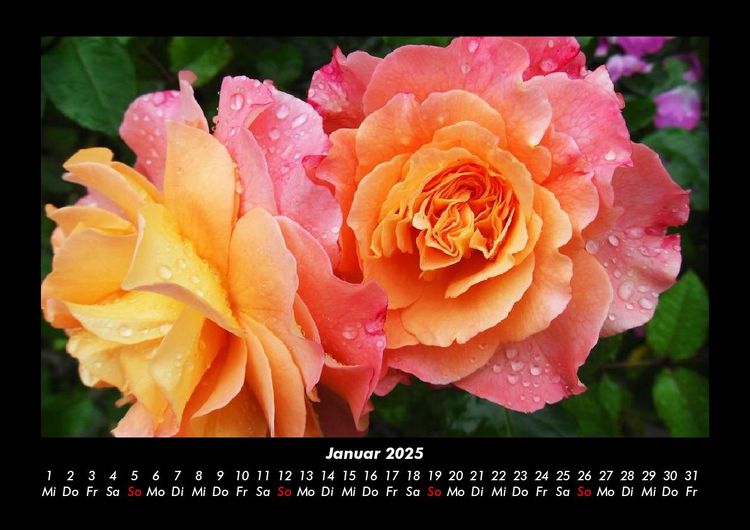 Produktbild: Rosentraum 2025 Fotokalender DIN A3