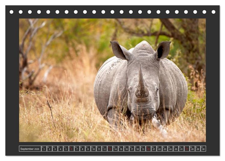 Produktbild: Das Wei&szlig;e Nashorn (Tischkalender 2026 DIN A5 quer), CALVENDO Monatskalender