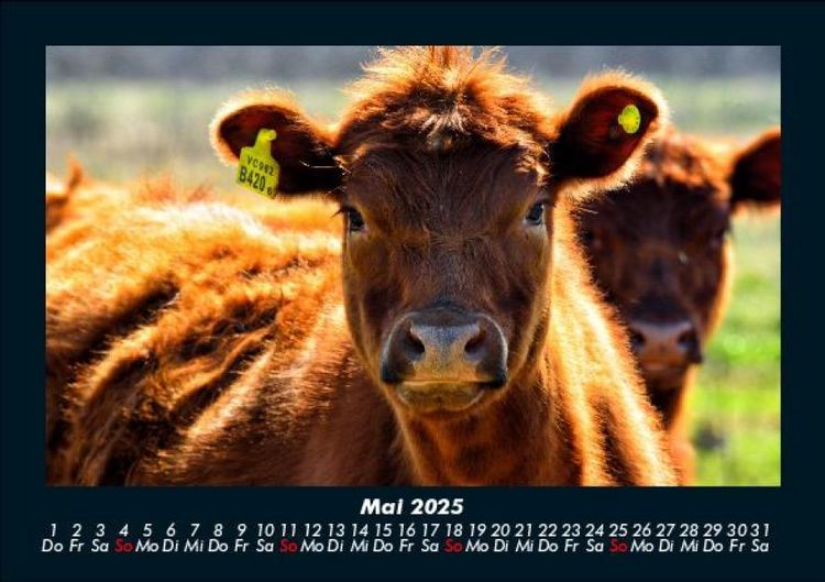 Produktbild: Kuhkalender 2025 Fotokalender DIN A5