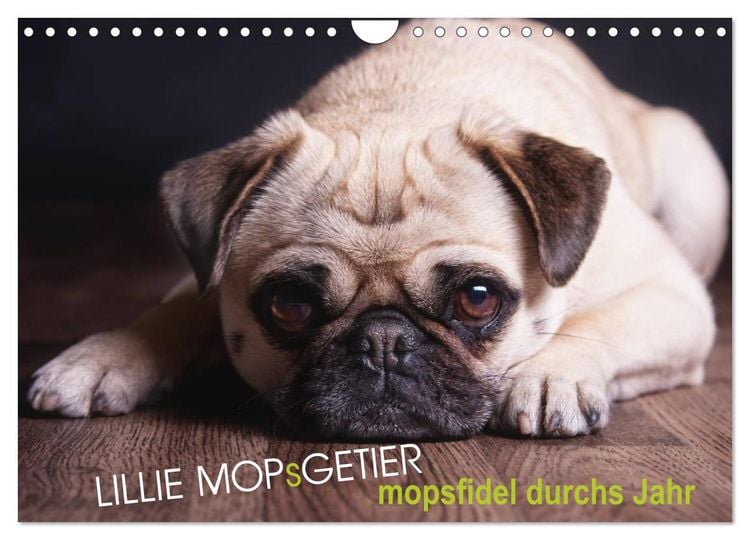Produktbild: Lillie Mopsgetier - mopsfidel durchs Jahr (Wandkalender 2026 DIN A4 quer), CALVENDO Monatskalender