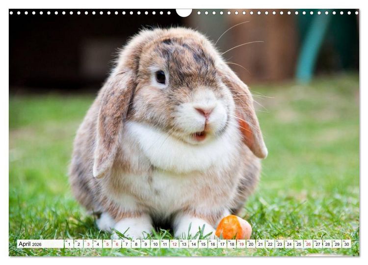 Produktbild: Kaninchen und Hasen (Wandkalender 2026 DIN A3 quer), CALVENDO Monatskalender