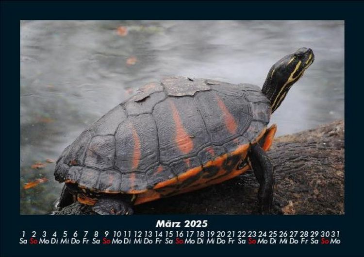Produktbild: Schildkr&ouml;tenzauber 2025 Fotokalender DIN A5