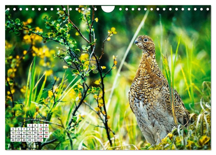 Produktbild: The French Alps, on the trail of the marmot (Wall Calendar 2026 DIN A4 landscape), CALVENDO 12 Month Wall Calendar