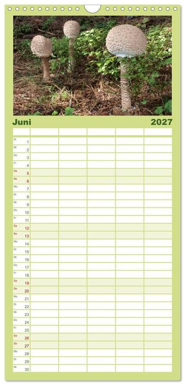 Produktbild: Familienplaner 2027 - Pilzkalender mit 5 Spalten (Wandkalender, 21 x 45 cm) CALVENDO