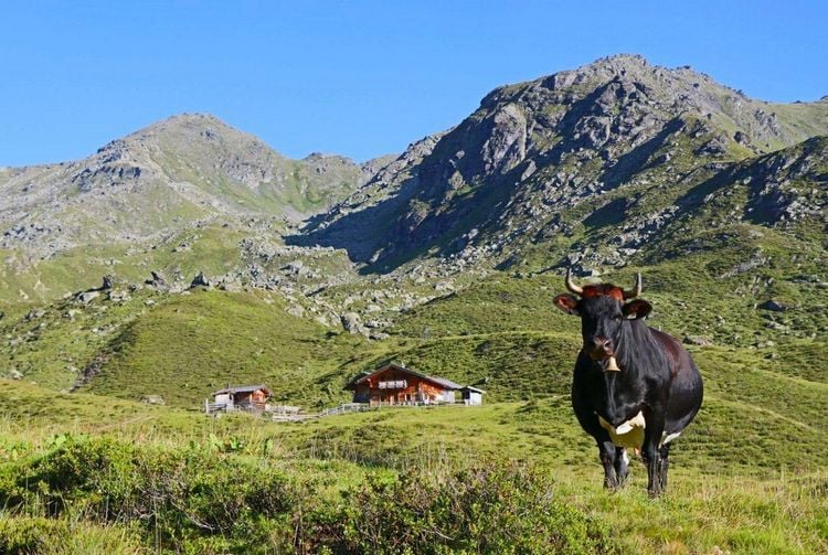 Produktbild: Alpine Vitalk&uuml;che