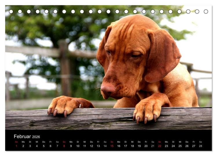 Produktbild: Magyar Vizsla (Tischkalender 2026 DIN A5 quer), CALVENDO Monatskalender