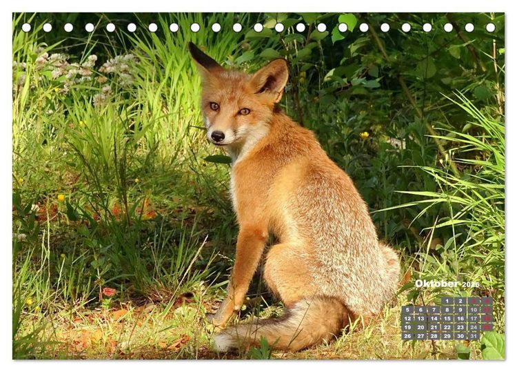 Produktbild: Familie Fuchs hautnah in Berlin (Tischkalender 2026 DIN A5 quer), CALVENDO Monatskalender