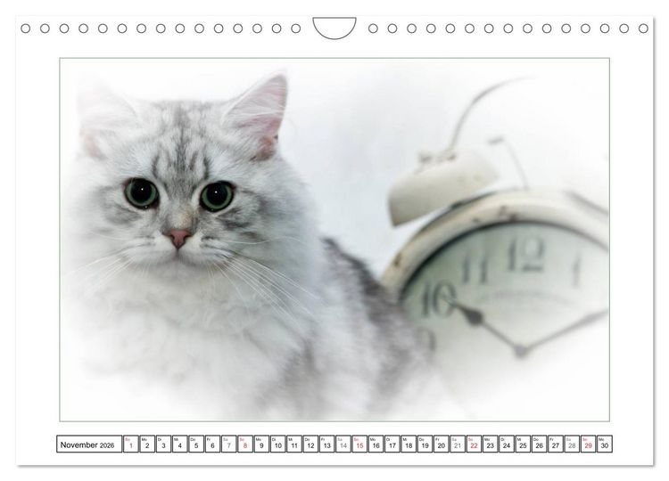 Produktbild: Katzen &ndash; Treue Begleiter (CH - Version) (Wandkalender 2026 DIN A4 quer), CALVENDO Monatskalender