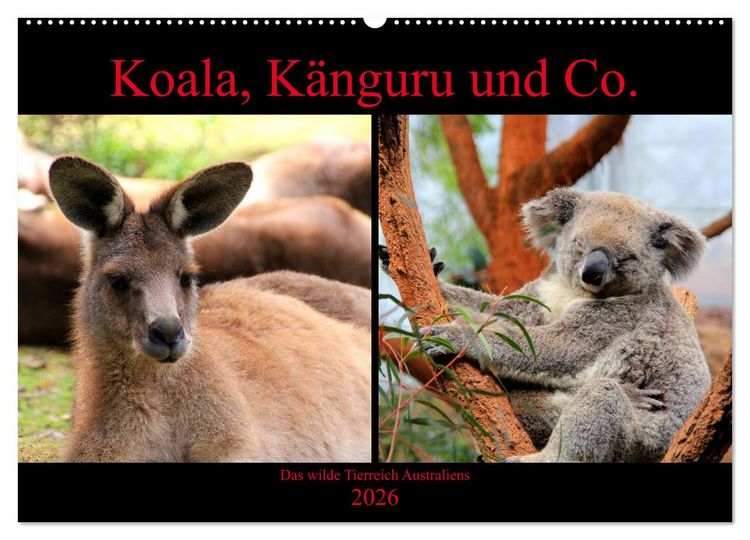 Produktbild: Koala, K&auml;nguru und Co. &ndash; Das wilde Tierreich Australiens (Wandkalender 2026 DIN A2 quer), CALVENDO Monatskalender