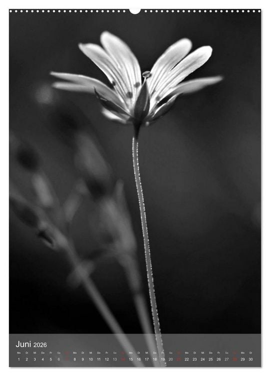 Produktbild: Monochrome Bl&uuml;ten - In Schwarz-Wei&szlig; Bildern durch das Jahr (Wandkalender 2026 DIN A2 hoch), CALVENDO Monatskalender
