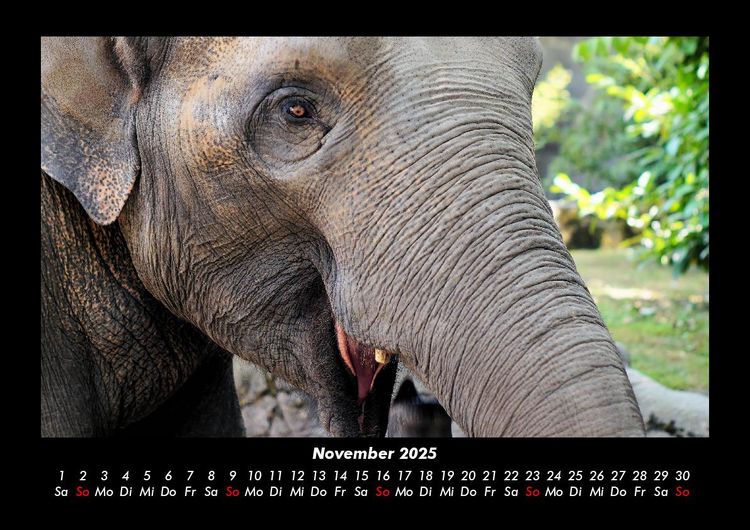 Produktbild: Welt der Tiere 2025 Fotokalender DIN A3