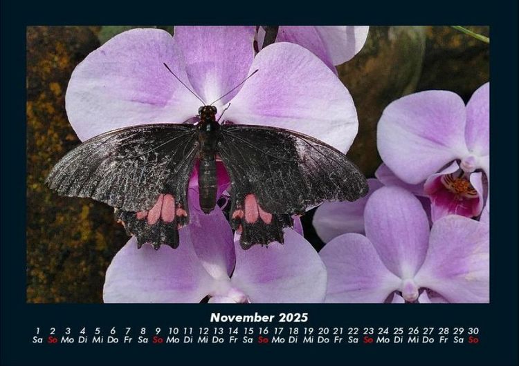 Produktbild: Bunte Pracht der Schmetterlinge 2025 Fotokalender DIN A4