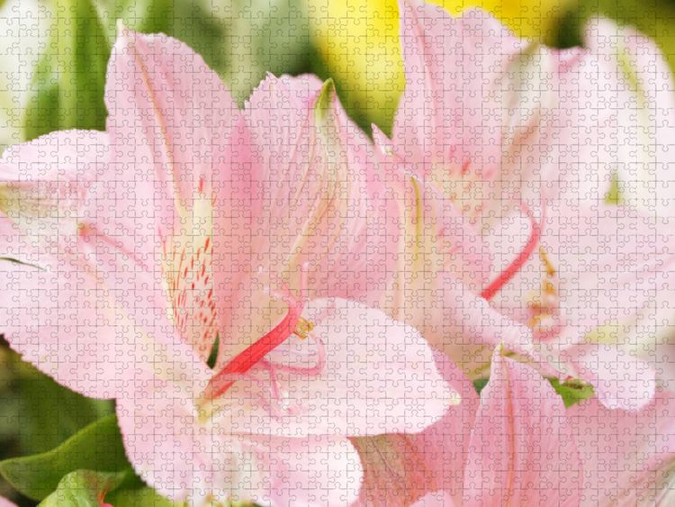 Produktbild: CALVENDO Puzzle Zarte Bl&uuml;ten der Inkalilie | 1000 Teile Lege-Gr&ouml;&szlig;e 64x48cm Foto-Puzzle f&uuml;r gl&uuml;ckliche Stunden