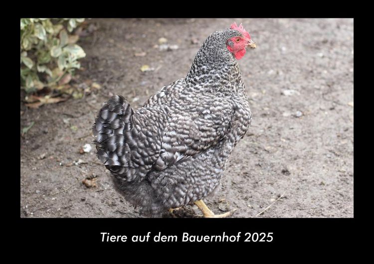 Produktbild: Tiere auf dem Bauernhof 2025 Fotokalender DIN A3