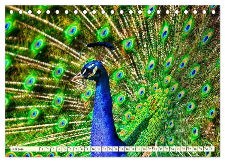 Produktbild: Sch&ouml;ner Pfau (Tischkalender 2026 DIN A5 quer), CALVENDO Monatskalender