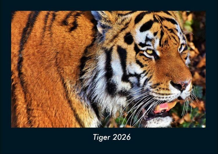 Produktbild: Tiger 2026 Fotokalender DIN A4