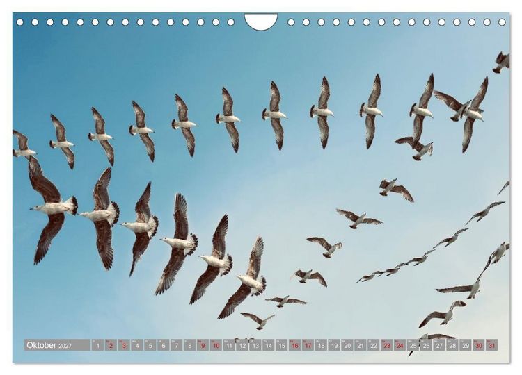 Produktbild: V&ouml;gel im Fluge - Ocells en vol (Wandkalender 2027 DIN A4 quer), CALVENDO Monatskalender