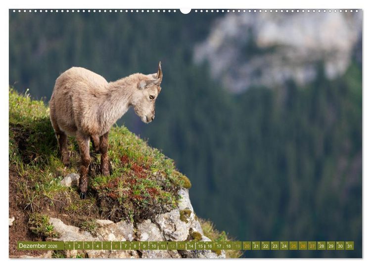 Produktbild: Steinb&ouml;cke am Niederhorn (Wandkalender 2026 DIN A2 quer), CALVENDO Monatskalender