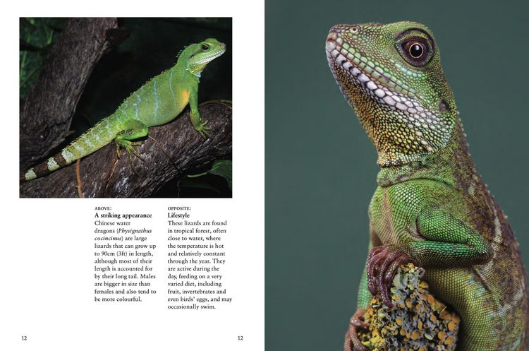 Produktbild: Crocodiles, Alligators & Lizards
