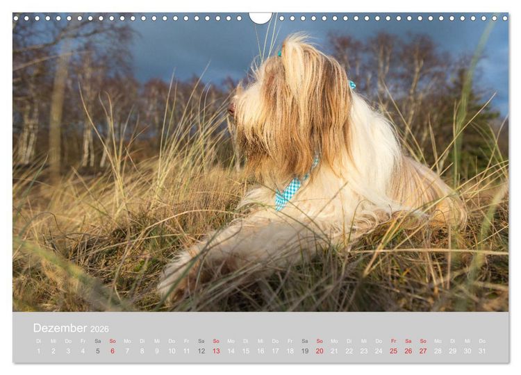 Produktbild: BEARDED COLLIES 2026 (Wandkalender 2026 DIN A3 quer), CALVENDO Monatskalender