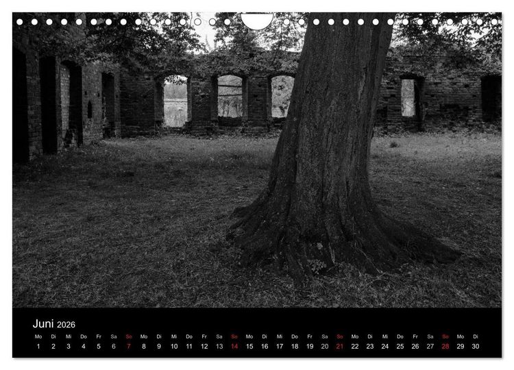 Produktbild: B&auml;ume trees 2026 (Wandkalender 2026 DIN A4 quer), CALVENDO Monatskalender