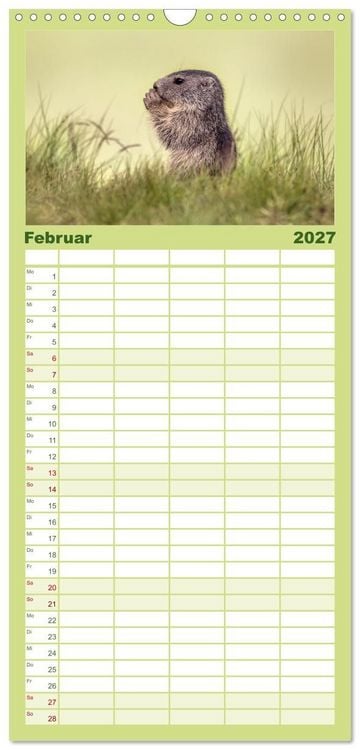 Produktbild: Familienplaner 2027 - Tiere der Alpen - Murmeltier-Kinder mit 5 Spalten (Wandkalender, 21 x 45 cm) CALVENDO