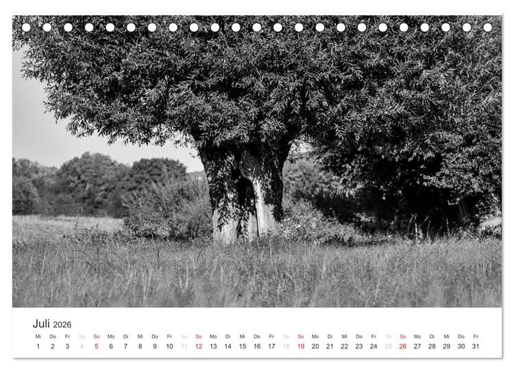 Produktbild: B&auml;ume - Natursch&ouml;nheiten in schwarz-wei&szlig; (Tischkalender 2026 DIN A5 quer), CALVENDO Monatskalender