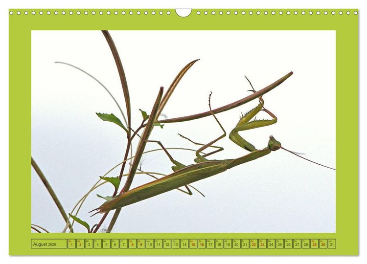 Produktbild: Die Gottesanbeterin Mantis Religiosa (Wandkalender 2026 DIN A3 quer), CALVENDO Monatskalender