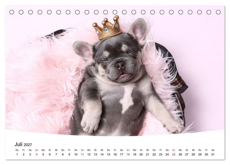 Produktbild: Bullys - Franz&ouml;sische Bulldoggen 2027 (Tischkalender 2027 DIN A5 quer), CALVENDO Monatskalender