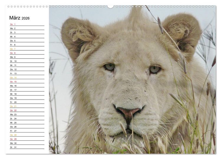 Produktbild: LION KING SELFIES L&ouml;wen hautnah (Wandkalender 2026 DIN A2 quer), CALVENDO Monatskalender