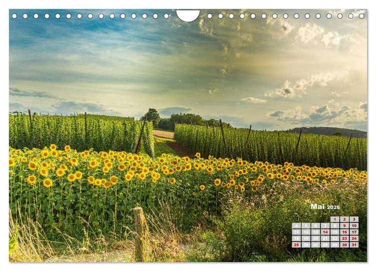 Produktbild: Hopfenland Holledau (Wandkalender 2026 DIN A4 quer), CALVENDO Monatskalender