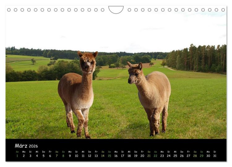 Produktbild: Alpakas zum Verlieben (Wandkalender 2026 DIN A4 quer), CALVENDO Monatskalender
