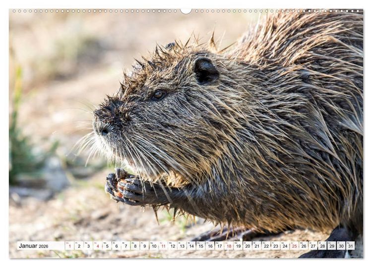 Produktbild: NUTRIA mit Nachwuchs (Wandkalender 2026 DIN A2 quer), CALVENDO Monatskalender