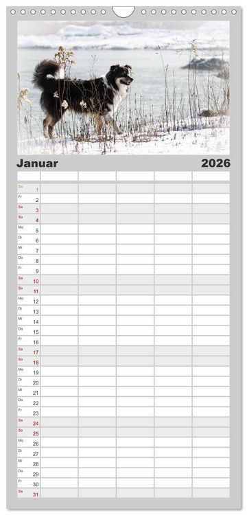 Produktbild: Familienplaner 2026 - Australian Shepherd - Traum auf vier Pfoten mit 5 Spalten (Wandkalender, 21 x 45 cm) CALVENDO