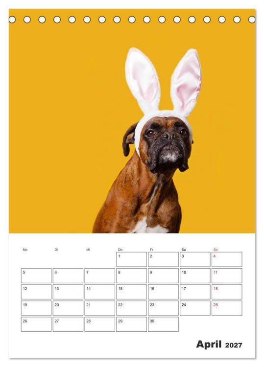 Produktbild: colorful world of boxer 2027 (Tischkalender 2027 DIN A5 hoch), CALVENDO Monatskalender