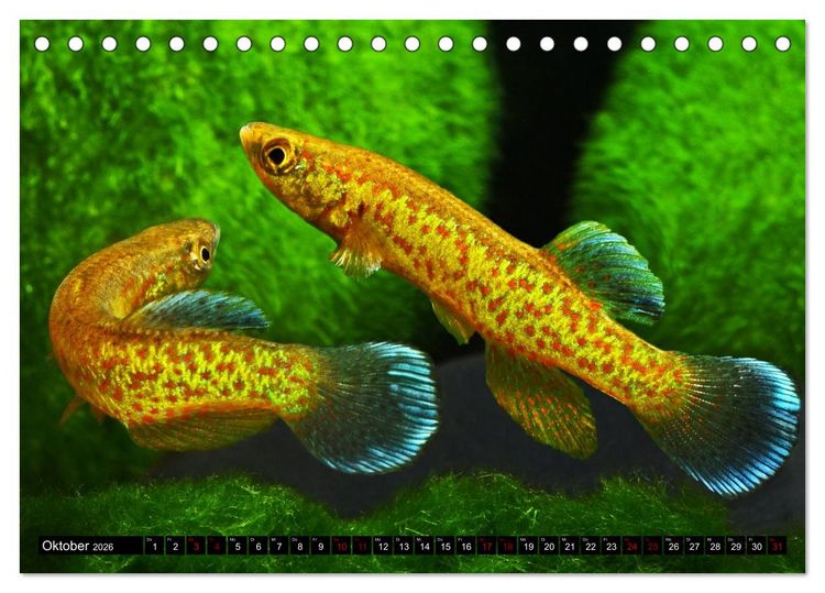 Produktbild: Outdoor-Aquaristik (Tischkalender 2026 DIN A5 quer), CALVENDO Monatskalender