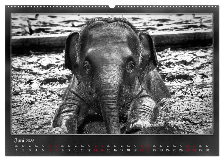 Produktbild: Tieren ins Gesicht geschaut (hochwertiger Premium Wandkalender 2026 DIN A2 quer), Kunstdruck in Hochglanz